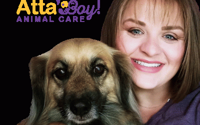 Professional Pet Sitting vs. Friends or Family
