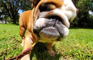 7 Things to Help your Pet During Firework Times