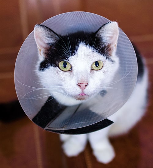 Medically needy and special needs pets