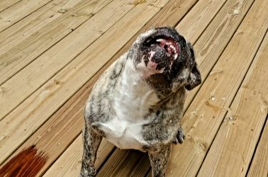 How Long Does a Dog Remember a Pet Sitters Scent?