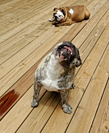 How Long Does a Dog Remember a Pet Sitters Scent?