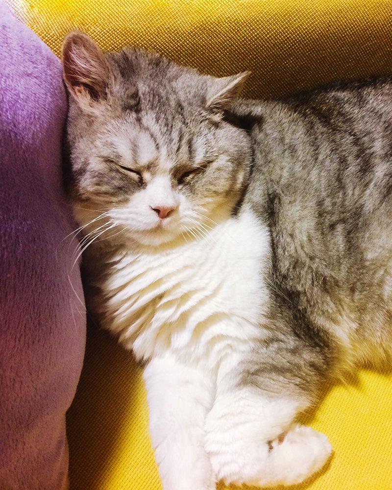 Why Pet Parents Love Overnight Sleepovers