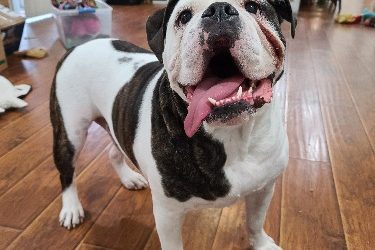 Can a Dog Walker Help with my Dog’s Separation Anxiety?
