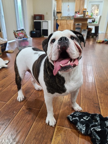 Can a Dog Walker Help with my Dog’s Separation Anxiety?