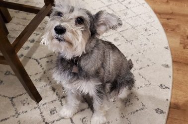 National Dog Day- Aug 26th!