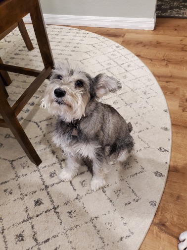National Dog Day- Aug 26th!