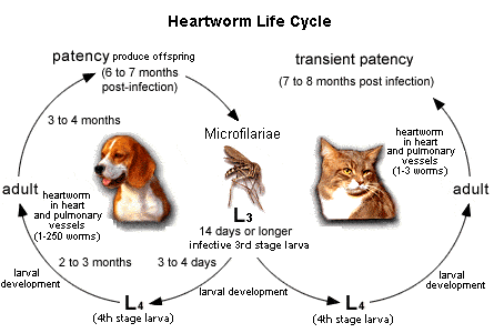 Does My Dog Need Heartworm Prevention in Lakeland Florida?