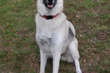What Causes Heat Stroke in Dogs?
