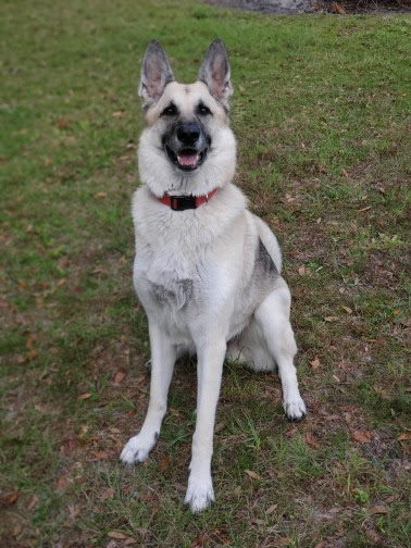 What Causes Heat Stroke in Dogs?