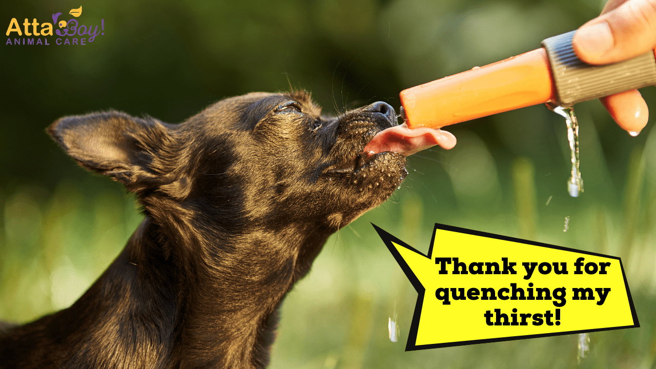 Dog Drinking Water Pet Sitter
