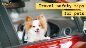 Travel Safety Tips for Dogs Cats
