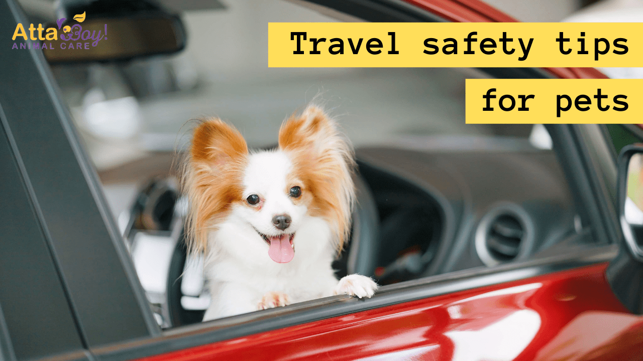 Travel Safety Tips for Dogs Cats