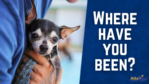 Your Pet Can Stay Comfortable in Their Own Home
