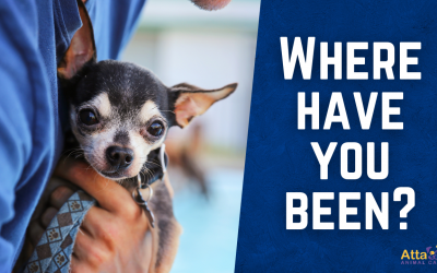 Does my Dog/Cat Like to Stay Home?