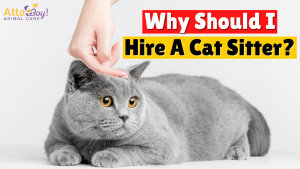 Cat Sitter Pet Sitter