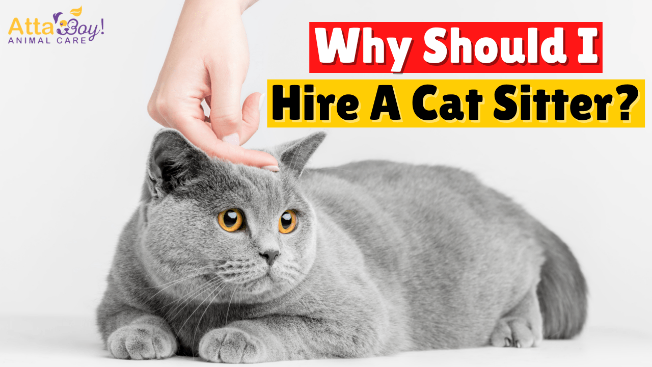 Cat Sitter Pet Sitter