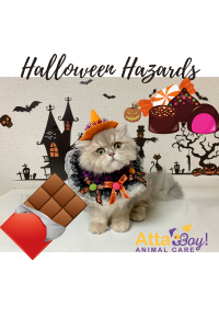Halloween Hazards for Pets Blog