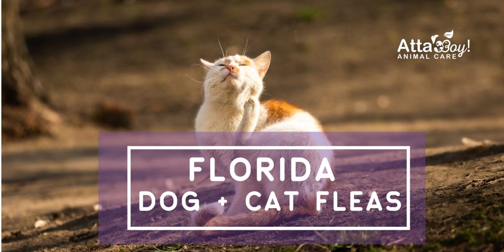 Florida Fleas