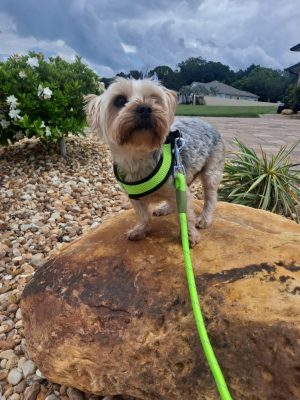 In YOUR Home Pet Sitting