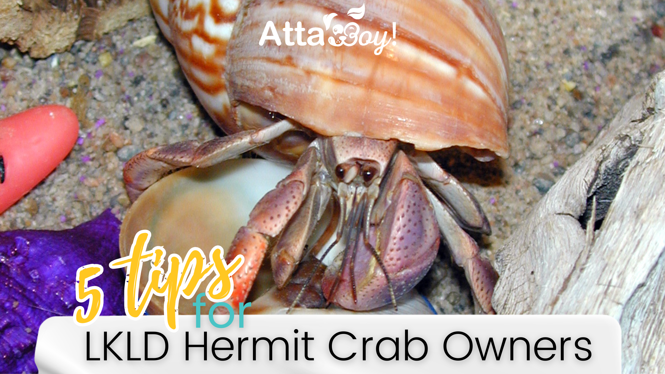 Lakeland Hermit Crab Pet Owner Atta Boy!