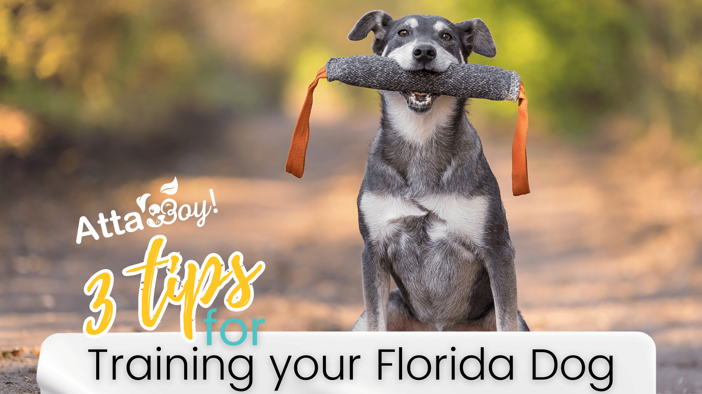 Lakeland Dog Training