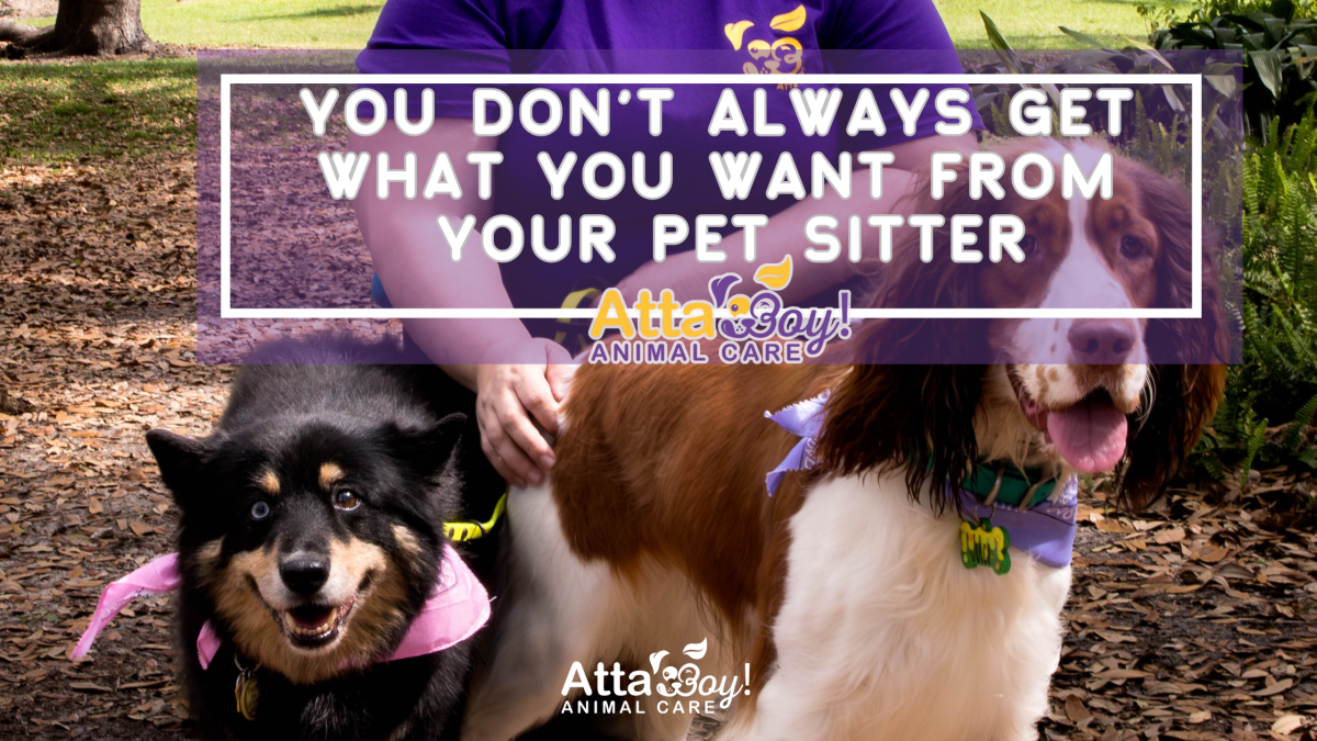2 dogs pet sitter Lakeland
